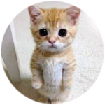 el gato?