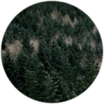 Pine