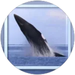 Surreal Game Finder - 150 Jogos