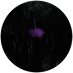 Forest?